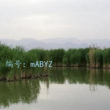 ͨ
