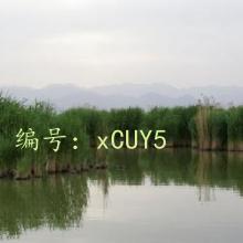 ʱ