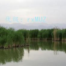 ع